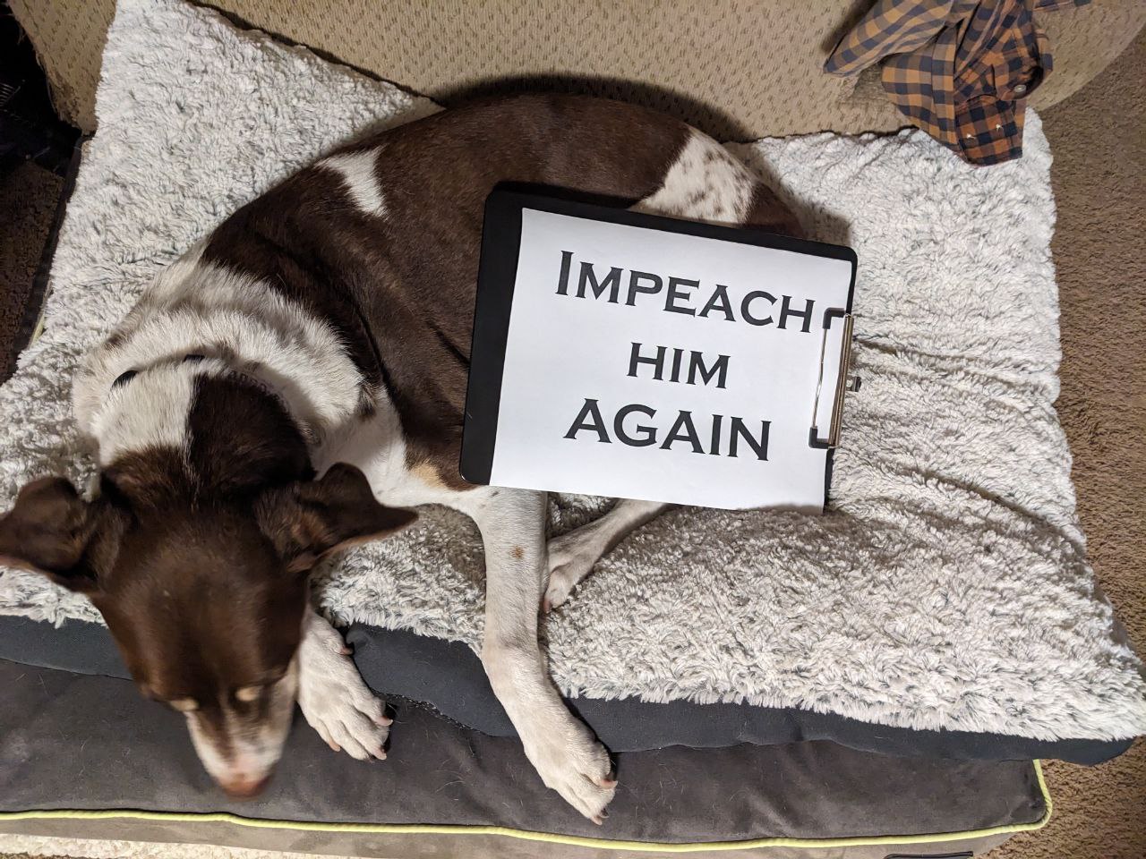 Dog with Impeach Him Again on tablet