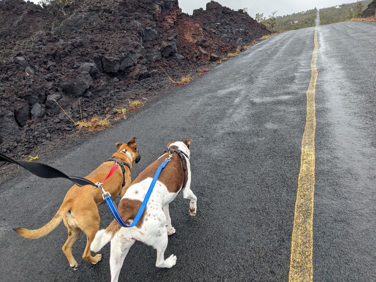 Dogs walking on lava road