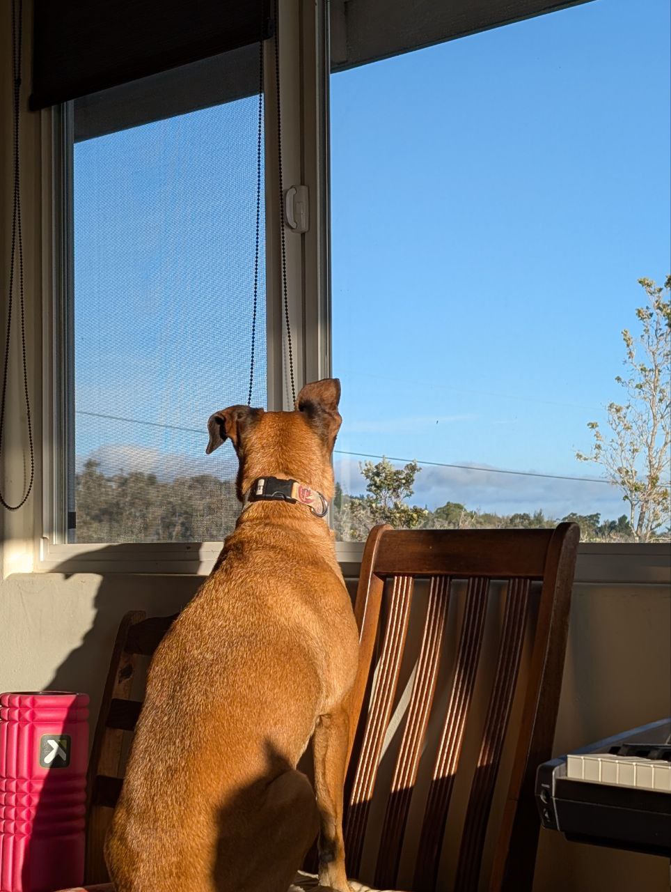 Dog looking out window