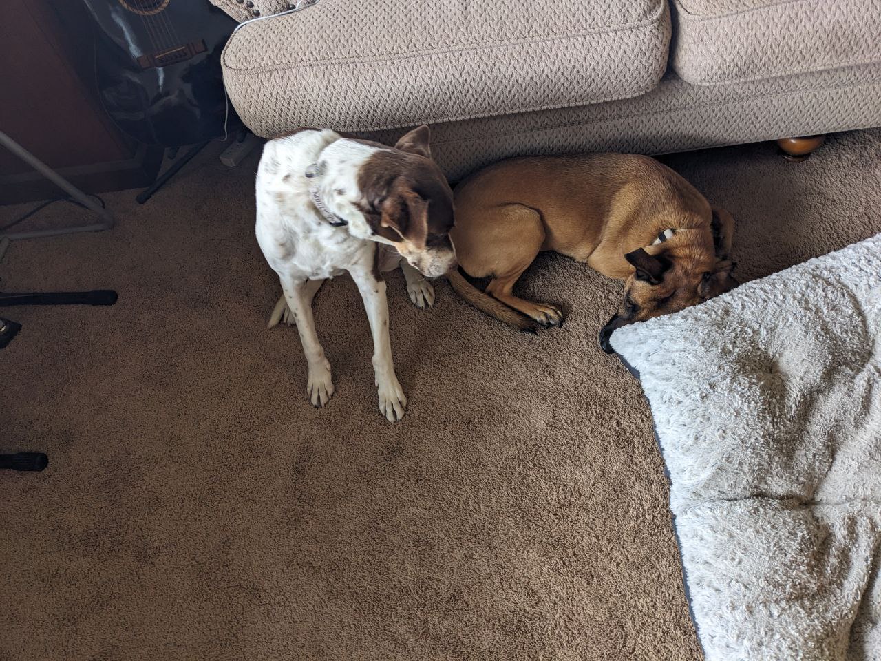 Dogs by the couch