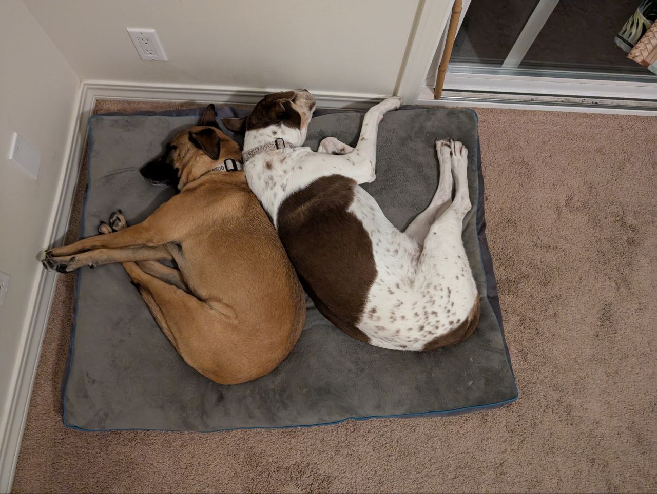 Dogs cuddled on bed