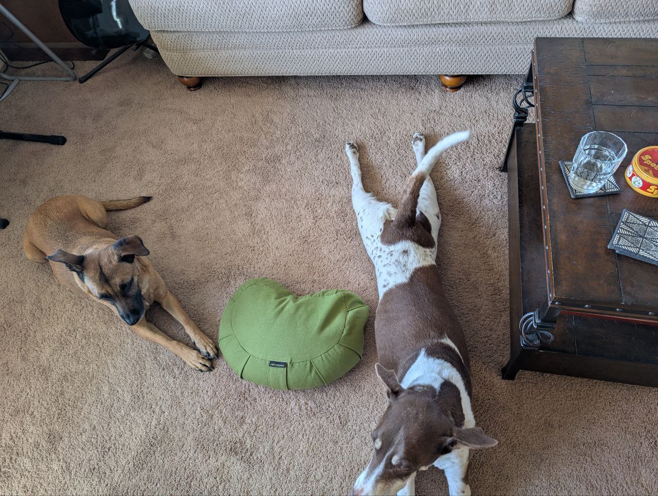 Dogs relaxing at home