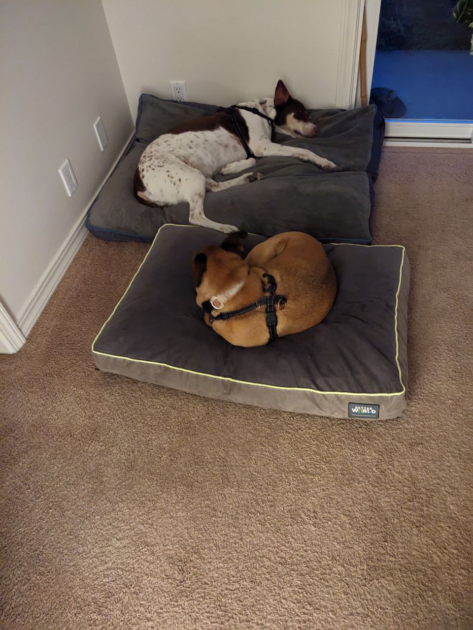 Dogs sharing a bed