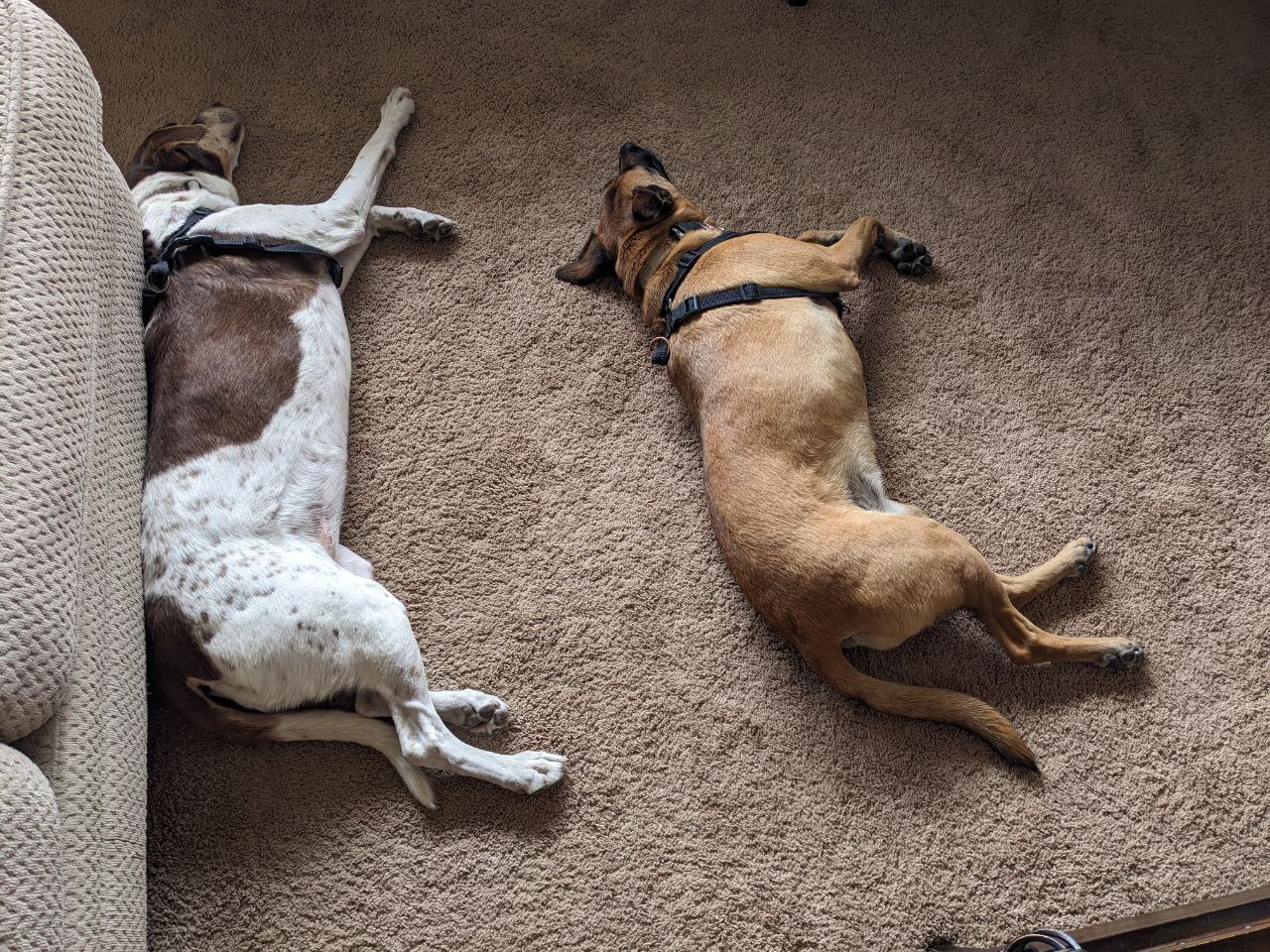 Dogs sleeping on carpet