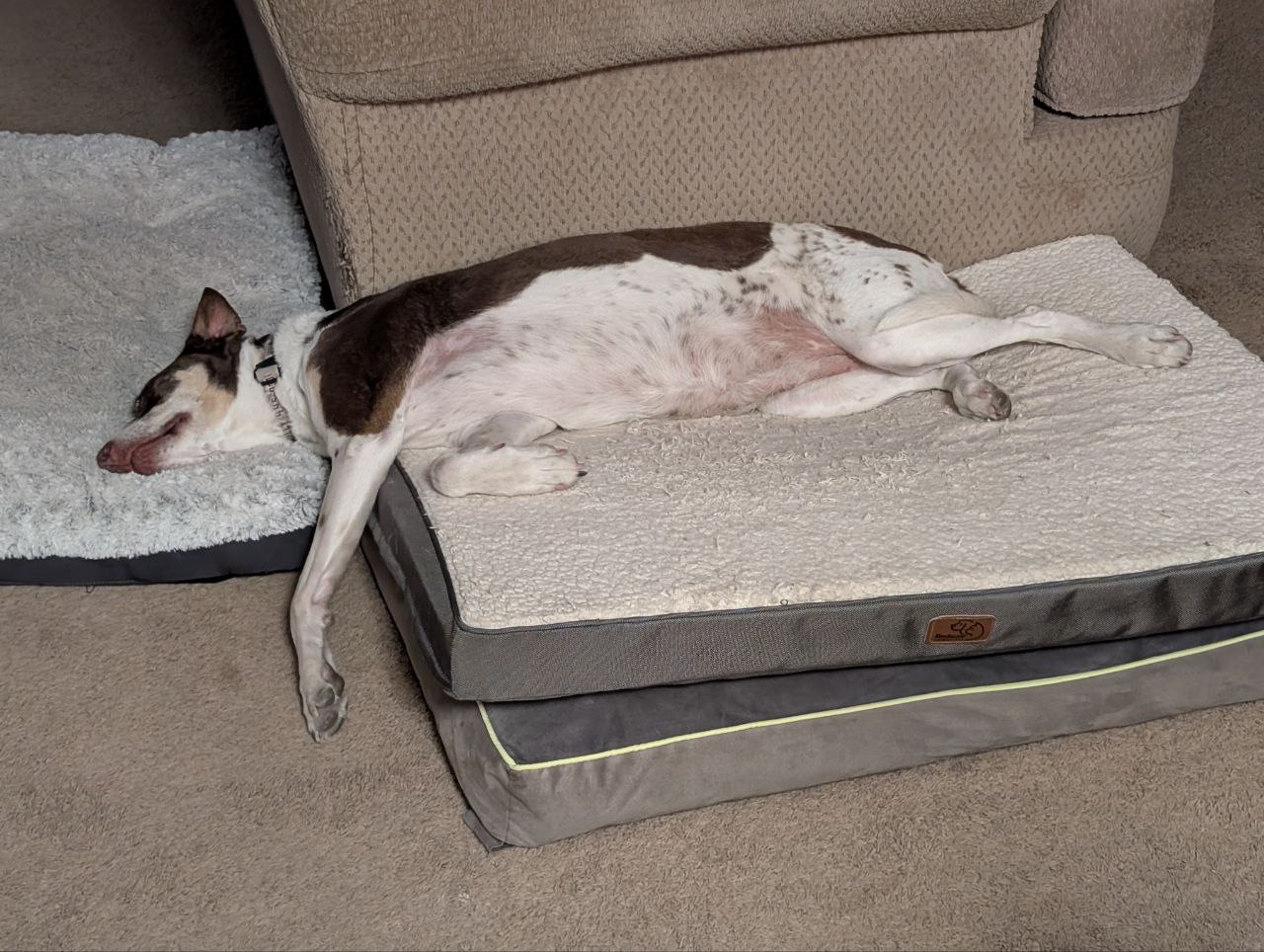 Spotted dog sleeping